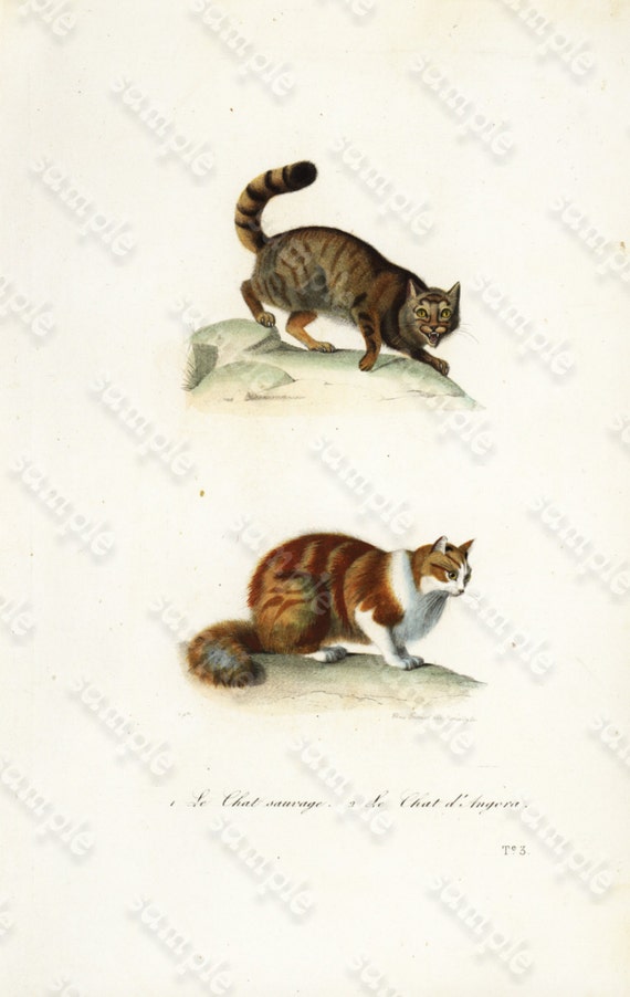 Original Hand Colored Engraving of Cats -  Domestic cats decorative engraving by Edouard TRAVIES