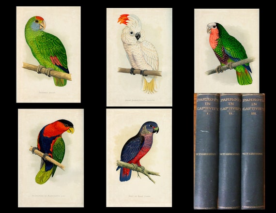 WT Greene Parrots in Captivity Three complete volumes circa  1884 -1887 total 80 hand color wood-block engraved beautiful plates