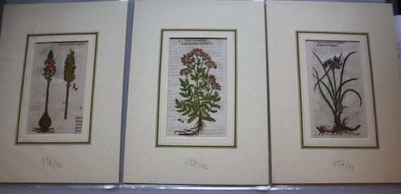 Lot of three woodcuts botanical prints from 16th Century matted all water colored