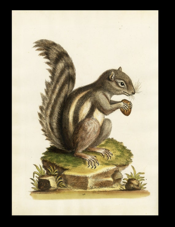 18th Century George Edwards Hand-Colored Engraving Barbary Ground Squirrel