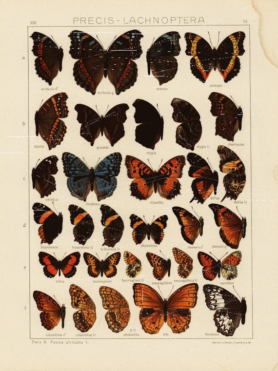 Antique Natural History Entomological Print – African Butterflies & Butterflies Wings  Original print