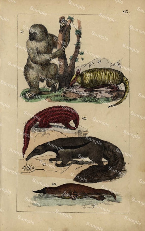 Animal Natural History original hand colored print of ant eater  over 150 years old Rare find