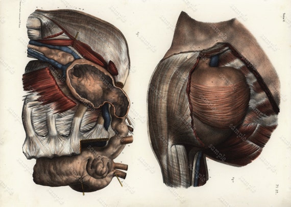Original Antique colored Lithograph Human anatomy Gorgeous Engraving 1860-1870 -  Large Folio - medical Human Muscles Internal Organs