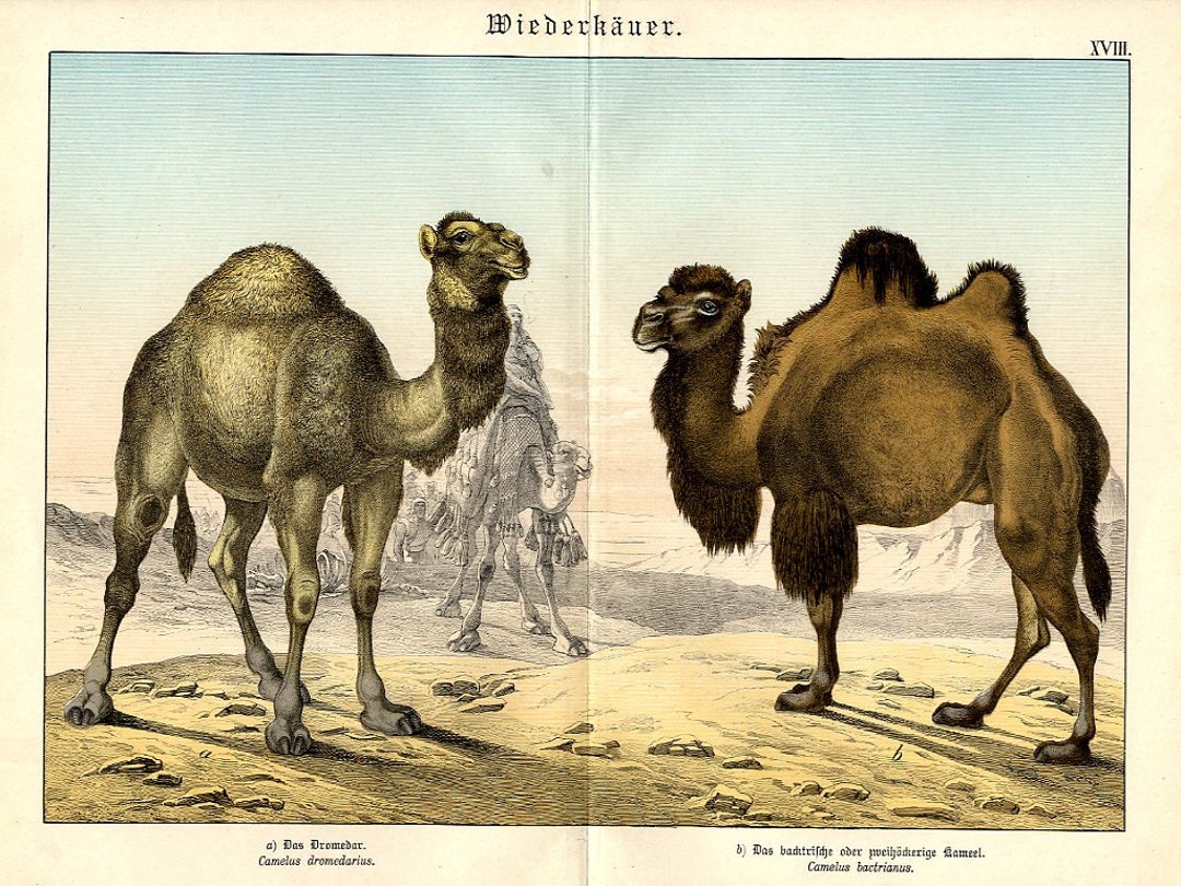 Very Rare Original Color Lithograph of Animals Camels Large - Etsy Australia Very Rare Original Color Lithograph of Animals Camels Large - Etsy Australia