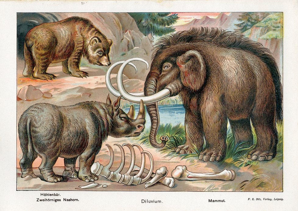 1890 Color Lithograph of Mammoth Cave Bear Rhinoceros Original - Etsy Hong Kong 1890 Color Lithograph of Mammoth Cave Bear Rhinoceros Original - Etsy Hong Kong