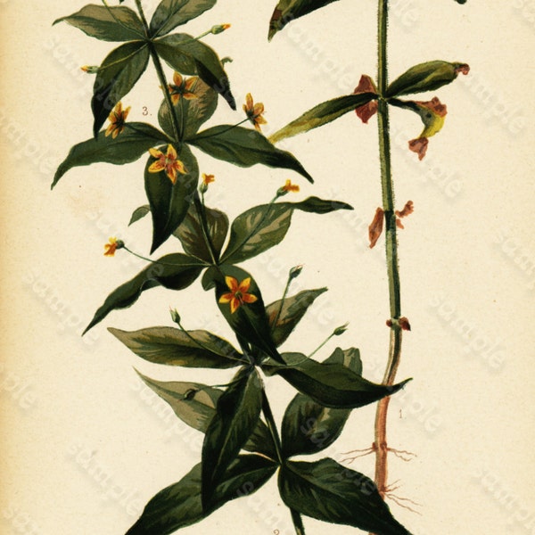 Original Antique  colored  Chromolithograph Lysimachia  Quadrifolia thomas Meehan Native flowers of United States