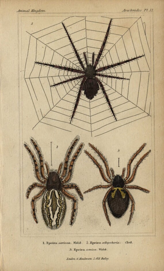 Antique Original Hand colored  Natural History Spider Hand Colored Engraving  Group Of Spiders From Animal Kindom- Gorgeous Vibrant Colors