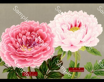 Japanische botanische Blume Paeonia suffruticosa botanischer Lithographie-Druck Circa 1936