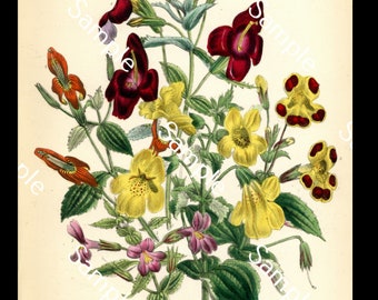 Antique wild flowers Mimulus circa 1840's Jane Loudon Hand-Colored Lithograph print