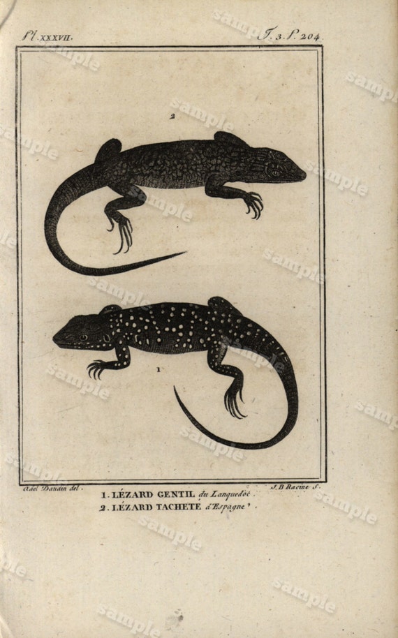 Original Antique Natural History copperplate of Reptiles - Histoire Naturele by the Buffon de comte - 1790 -  Lizards Black and white