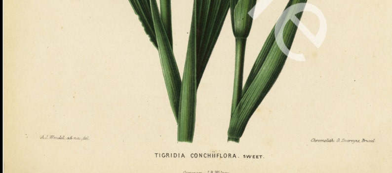 Botanical original antique 1868 1st Ed Chromolithograph H Witte G Severeyns The Tiger Flower