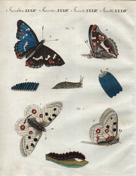 Bertuch Original Antique Natural History Hand Colored Engraving of Butterflies dates 1790-1800