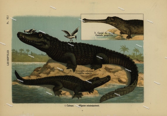 Alligators  1890 Original Colored lithograph of Reptiles nature print natural history prints art decor home decor wall art