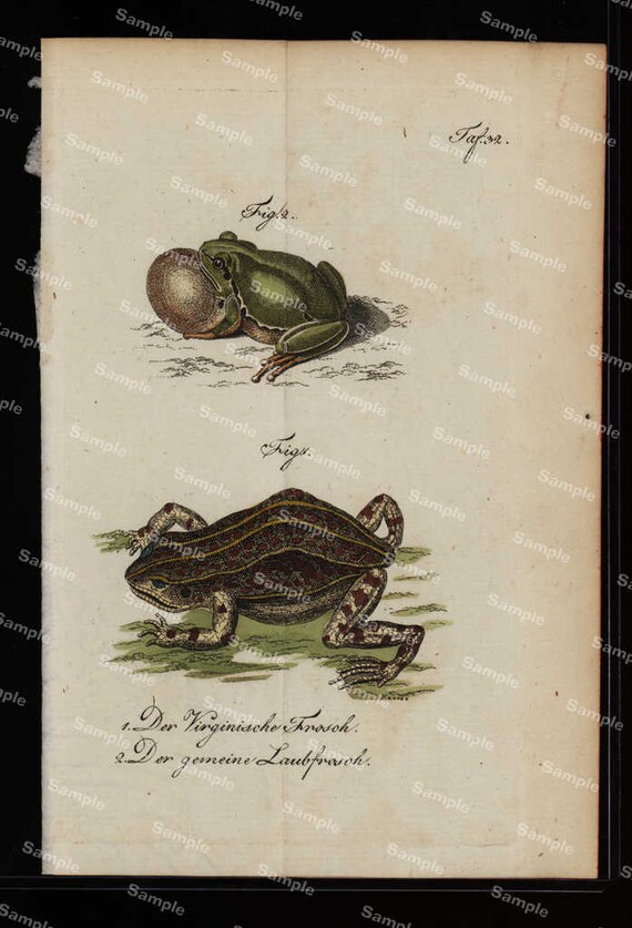 Amphibians hand colored engraving from Natural history of Buffon  dates 1790 Over 200 Years  (Fold out print)