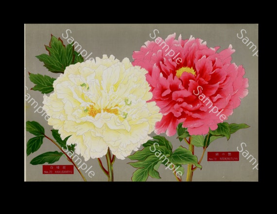 Japanese botanical  flower Paeonia suffruticosa botanical lithograph print Circa 1936