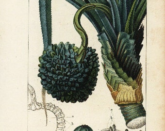 original Antique Hand colored Botanical Engraving from P.J.F TURPIN 1816 First Edition - Baquois Utile - Pandanus Utilis