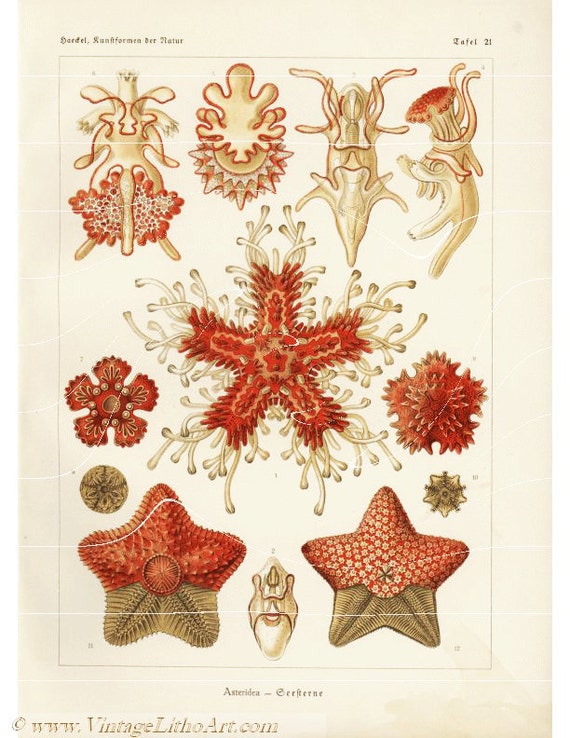 Antique Natural History Print Asteridea Starfish