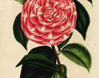 Original Antique Botanical  Hand Colored  Flower Print Camellia Flower General Lafayette