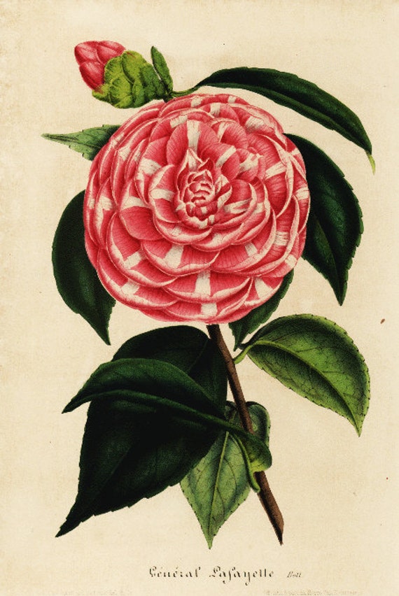 Original Antique Botanical  Hand Colored  Flower Print Camellia Flower General Lafayette