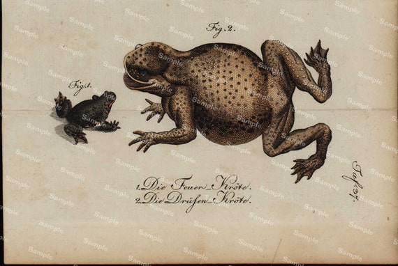 Amphibians hand colored engraving from Natural history of Buffon  dates 1790 Over 200 Years  (Fold out print)