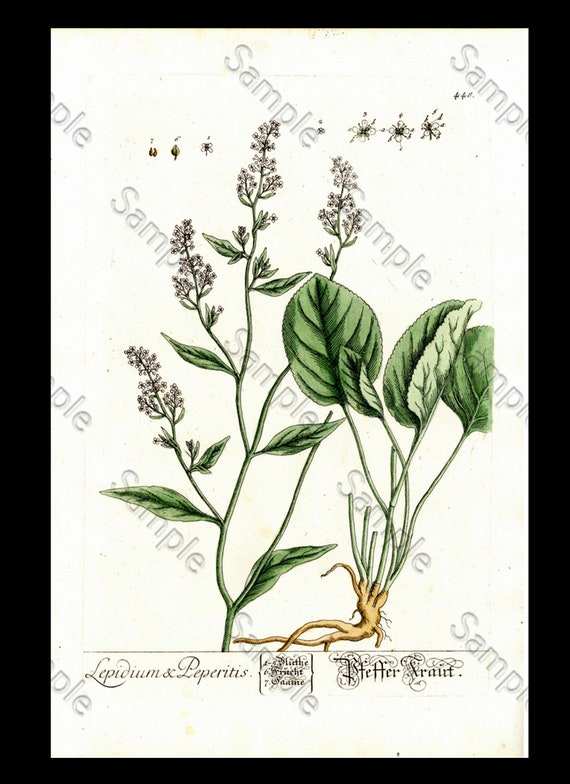 Lepidum Botanical hand colored Print Elizabeth Blackwell