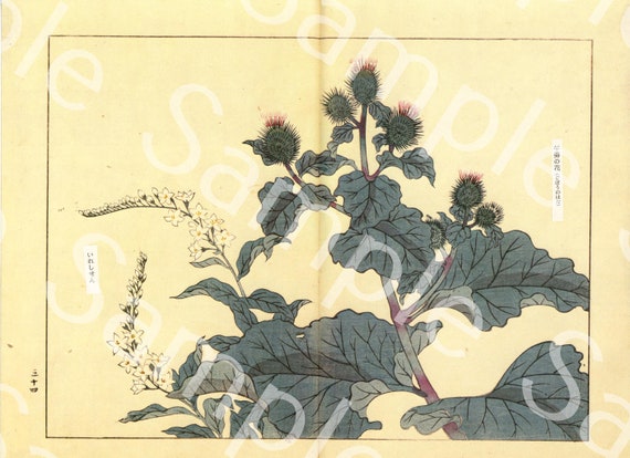 Vintage Japanese woodblock Botanical flower print