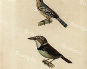 Ornithology Engraving decorative art original print wall art home decor Hand Color natural history Birds dates 1837 Vogel Le Barbu
