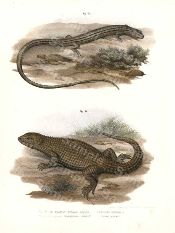 Reptile Authentic Hand Colored Lithograph print of BRAZILIAN Chaleides LIZARDS  Rare find, Decorative art,wall art,hotel art 19th Century