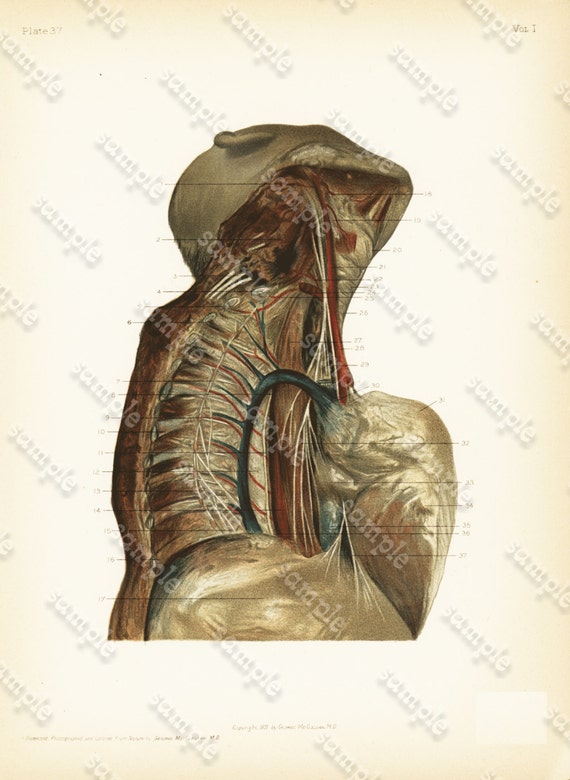 Original Antique Colored Lithograph of Human Anatomy - Human Torso and Human Head gorgeous Detailed