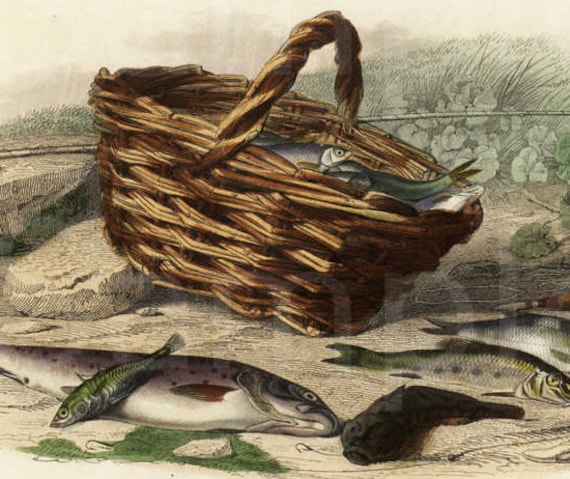 Rare Original Hand Colored Engraving of Fish circa 1837