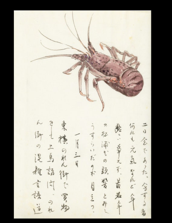 19th century original authentic hand drawn water colored shrimp