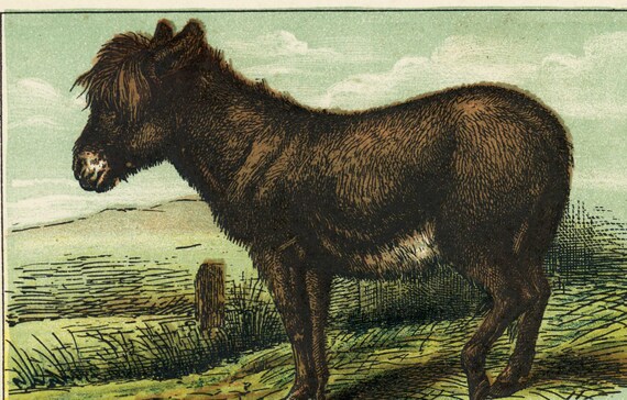 Old antique,original,children book's illustrated page print,animals,Zebra,Donkey,Ass