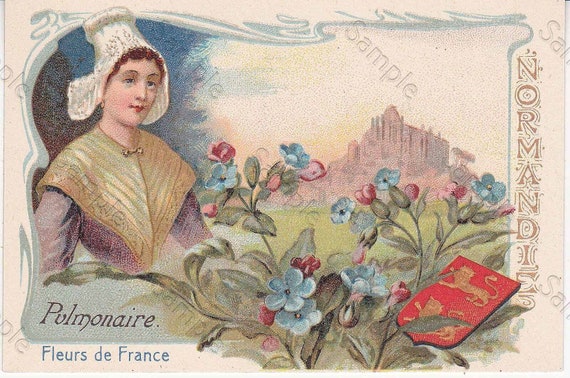 Rare antique Victorian Trade card chromo Flowers  Pulmonaire