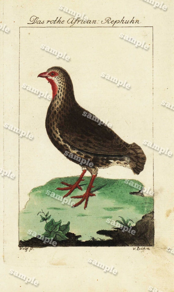 Antique Natural History Hand Colored Engraving of Bird   Very Rare - Original  over 200 Years old -The Red African: Partridge