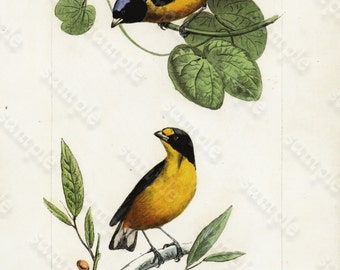 Original antique Hand Colored Bird Engraving  Exotic Birds