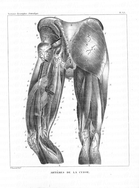 Original Antique Black and White Human anatomy Engraving From anatomy and human physiology Gorgeous Engraving 1844