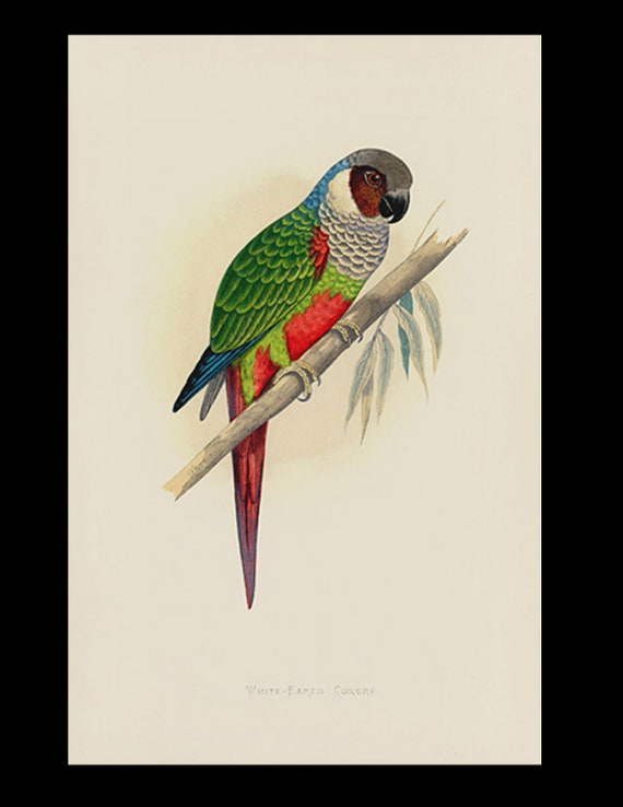 19th century Parrots in Captivity woodblock hand Colored Engraving Australian White-Eared Conure