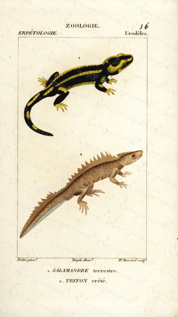 Original Antique Hand Colored Reptiles engraving from 1829 -- Lizards - Lezard Verd