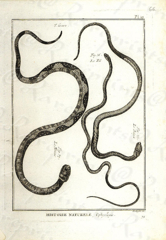 Original Antique Natural History copperplate of Reptiles - Histoire Naturele by the Buffon de comte - 1780 - Snake - Vipers - Sea snakes?