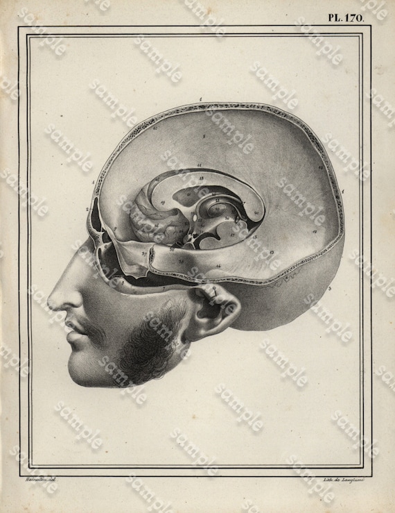 Antique Original Engraving  Human physiology Internal Organs -   Human Anatomy -  Human Face - Head - Nose -  Skull