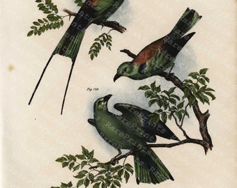Antique Hand Colored Original Bird Print -  Coracias Garrula- Coracias Caudata  - 1860