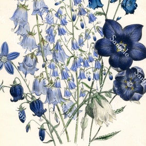 Adenophora denticulata Antique Botanical wild Flowers Hand Colored Lithograph print circa 1840's Jane Loudon image 2