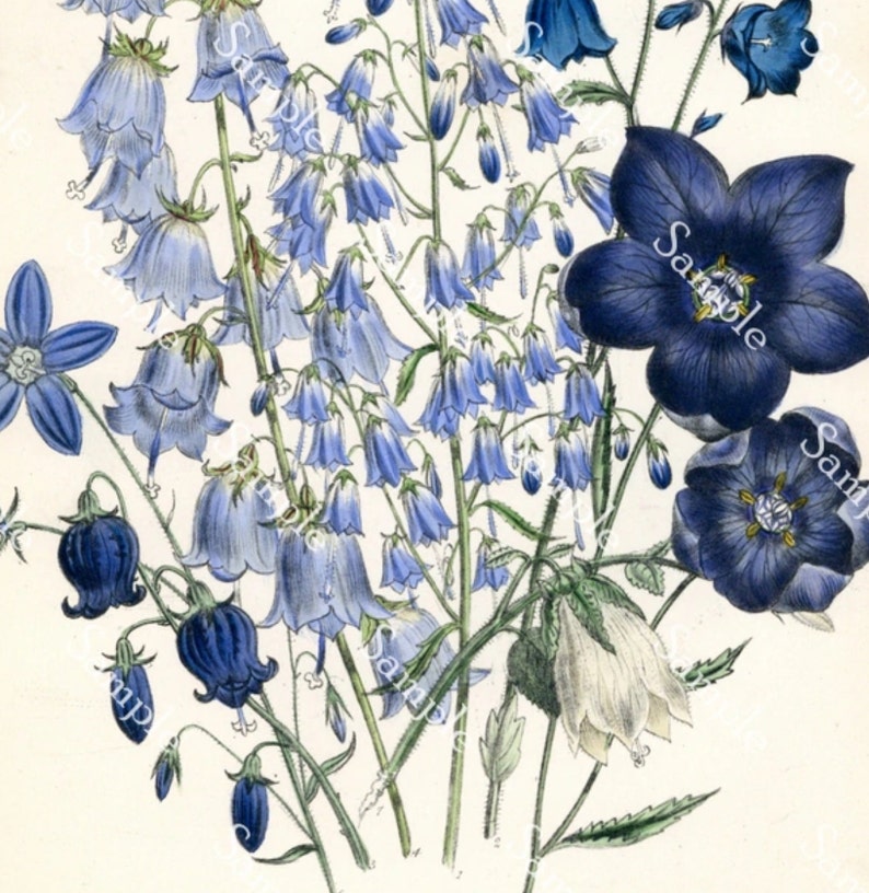Adenophora denticulata Antique Botanical wild Flowers Hand Colored Lithograph print circa 1840's Jane Loudon image 2