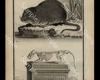 Rare large QUARTO edition Natural history  engravings Rat antonymy circa 1766 De Seve sale