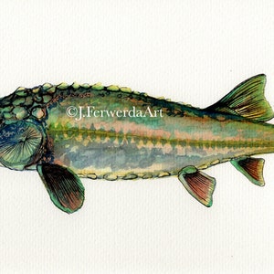 Sturgeon Swim - Ink on paper print