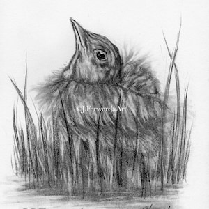 Small Robin - Graphite pencil on paper