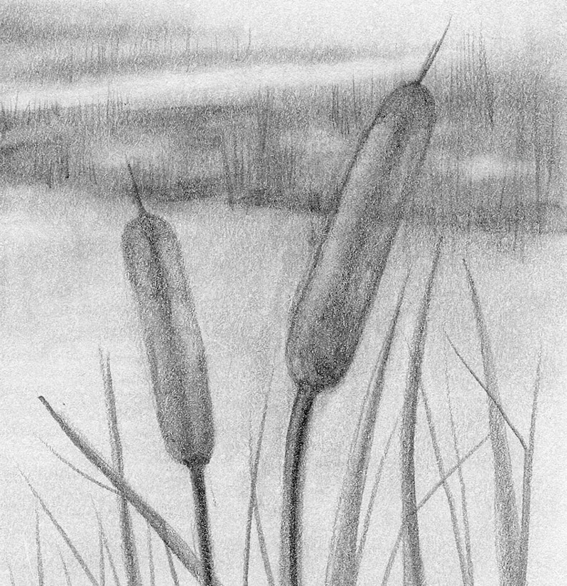 Cattails and Waterways - Pencil Drawing Print - Etsy