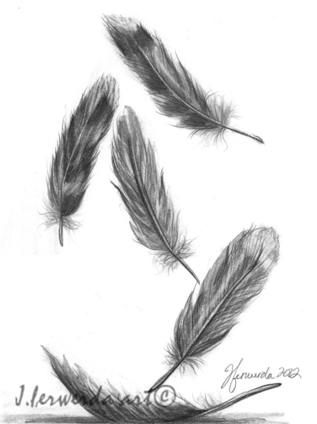 Pencil Drawing Print Feathers for A Friend Day 337 Etsy