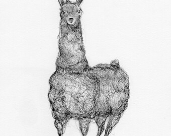 I Believe In Llamas - Ink on paper print