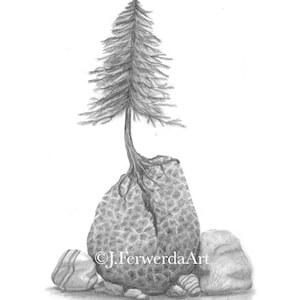 Petoskey Tree - Pencil Drawing Print